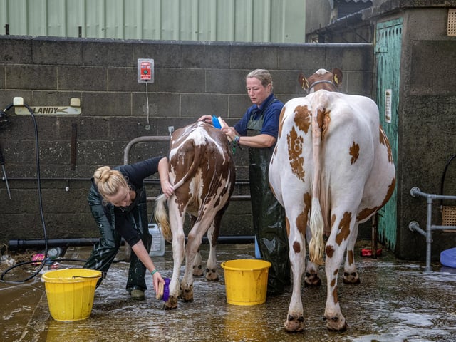Cattle washed down early on the first day of the Great Yorkshire Show