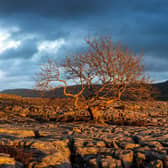 The light from the setting sun  illuminates a lone tree on the limestone pavement of Twistleton Scar with the back drop of a snow capped Ingleborough.
in February, 2022.  Picture: Bruce Rollinson.