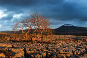 The light from the setting sun  illuminates a lone tree on the limestone pavement of Twistleton Scar with the back drop of a snow capped Ingleborough.
in February, 2022.  Picture: Bruce Rollinson.