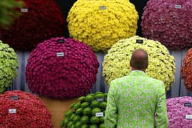 A visitor next to the chrysanthemums at the 2015 Chelsea Flower Show (Photo: Carl Court/Getty Images)