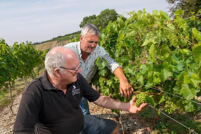 Little Wold Vineyard at South Cave in East Yorkshire.
 Tom Wilson and father Henry Wilson amongst the vines.