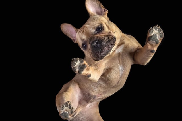A dog photographer captures funny images of pooches - from underneath glass. Colin Crowdey, 57, has got tails wagging with his adorable 'underdog' photos. He usually takes more traditional dog photos but Colin is well known for his special under glass pics he offers once or twice a year.