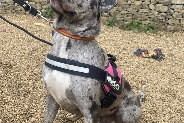 This 18 month old puppy is a beautiful XL Bully Blue Merle who just wants to play. Whilst shy around new people, once he opens up he will give you all his love. More likely to walk you than you walk him, Scooby is full of energy and extremely playful.