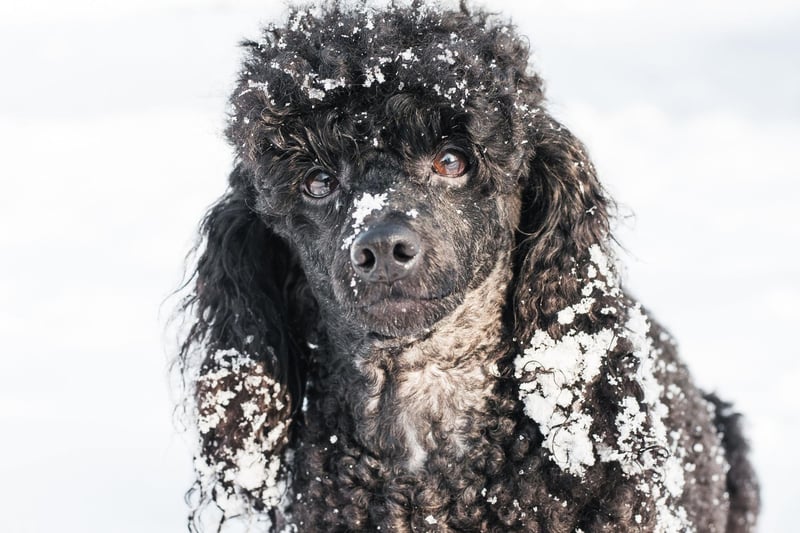 Poodles once raced the famous Iditarod sled race in Alaska. A man named John Suter noticed his pet trying to outrun his snowmobile, and an idea formed. Unlike huskies which would keep running, he said poodles would notice if you fell from your sled and come and get you.