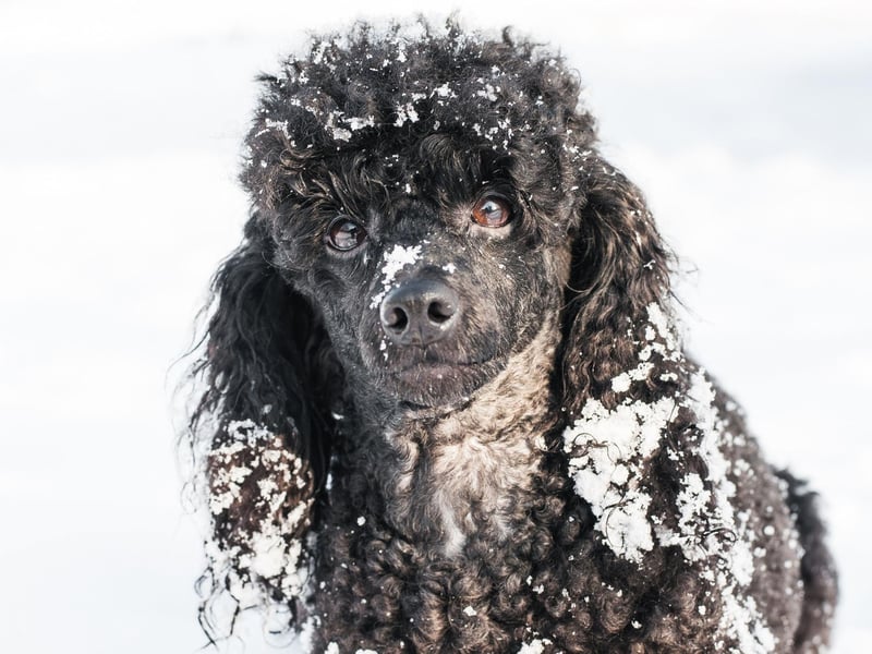 Poodles once raced the famous Iditarod sled race in Alaska. A man named John Suter noticed his pet trying to outrun his snowmobile, and an idea formed. Unlike huskies which would keep running, he said poodles would notice if you fell from your sled and come and get you.