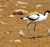 Avocets breed at Filey Dams nature reserve for the first time