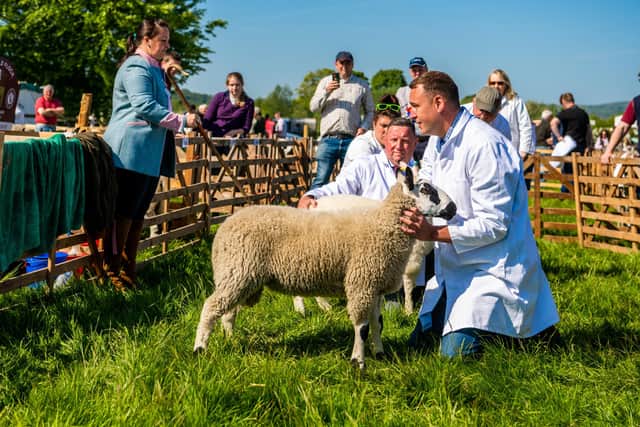 Chris Adamson, one of the directors of Todmorden Show, showing his Kerry Hill sheep at Otley Show