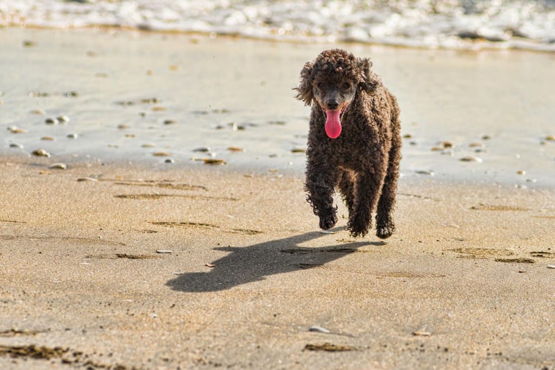 The word poodle derives from the old German word "puddeln" which means "to splash". This is quite apt as their original job was as a water retriever, and their love of water stays with them to this day.