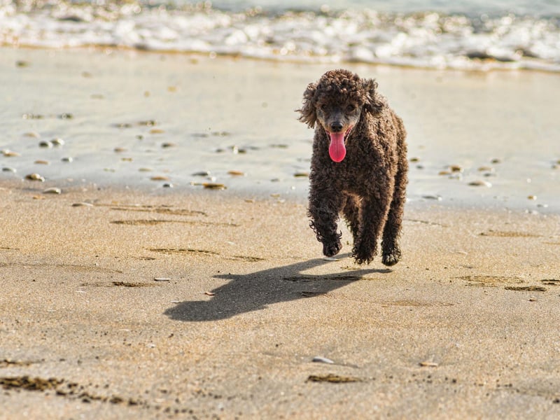 The word poodle derives from the old German word "puddeln" which means "to splash". This is quite apt as their original job was as a water retriever, and their love of water stays with them to this day.