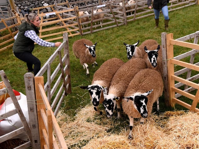 Sheep are put in there pens at the show