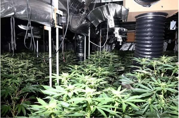 Polizisten in North Yorkshire durchsuchen Cannabisfarm mit Drogen im Wert ...
