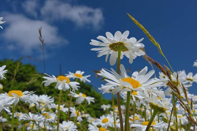 Daisies in a summer meadow in Holmfirth. (Pic credit: Tim Bamforth Photography)