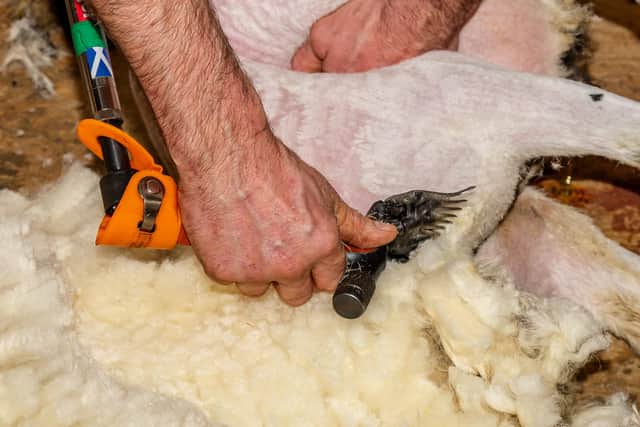 British Wool sheep shearing courses.
