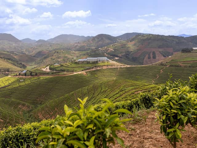 The Rugabano tea factory surrounded by tea plants in Rwanda. Picture: Paul Broadie.