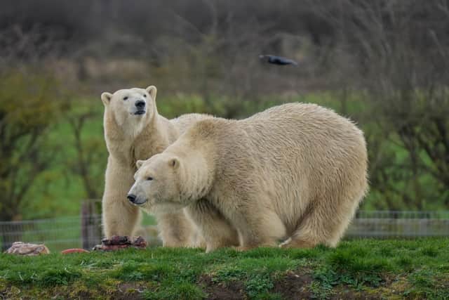 Polar Bear mum Flocke and daughter Tala enjoyed being in the spotlight in their reserve as the park welcomed International Polar Bear Day,