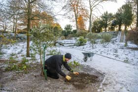 Head gardener Dan Hale working in the Rose Dell planting bare root shrub roses at Brodsworth Hall near Doncaster. Picture Tony Johnson
