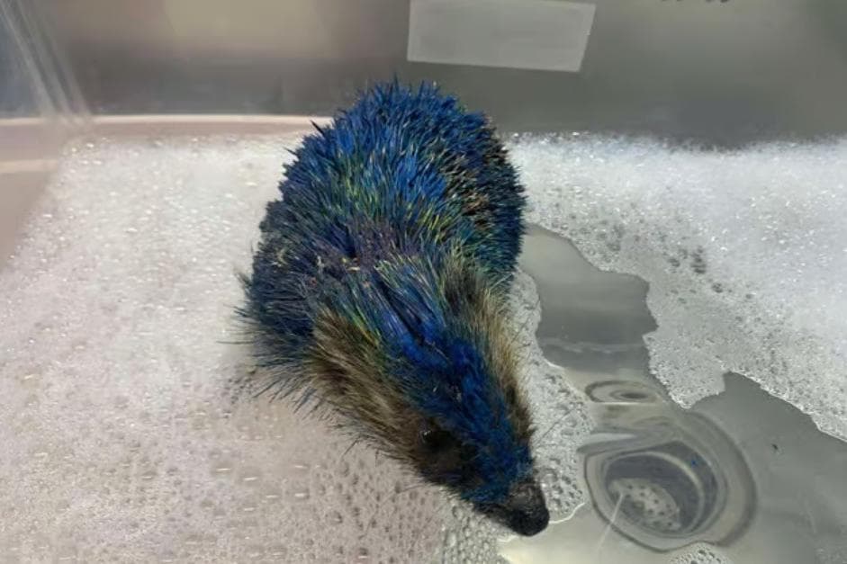 Igel in Leeds-United-Farben besprüht: Wir brauchen ein Umdenken im Umgang ...