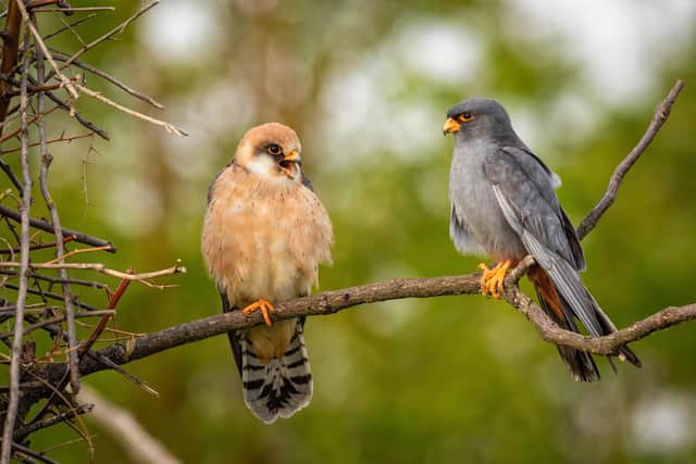 A couple of red-footed falcons