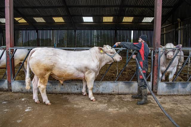 Whitecliffe Charolais bulls at Great Carr Farm, Kirby Misperton. Dan Cockerill blow dries Whitecliffe Supersonic ready for the sale at Carlisle