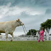 Great Yorkshire Show 2016. Kyla Porteous, 5, from the Scottish Boarders, tries to control a British Charolais, from Wayrham Farm, Bishop Wilton. Picture by James Hardisty.