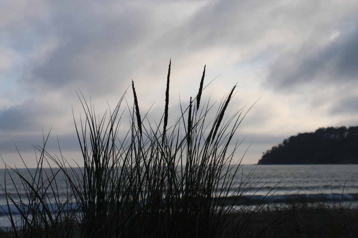 Bid to ‘repatriate’ grass could help to bolster coastal resilience and improve natural habitats