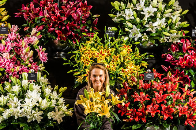 Gemma Miller, infront of their amazing display of flowering Lilies by Harts Nursery, based in Cheshire. Picture By Yorkshire Post Photographer,  James Hardisty.