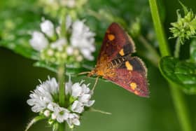 New research suggests saving moths could be just as important as saving bees. Photo: Stuart Campbell