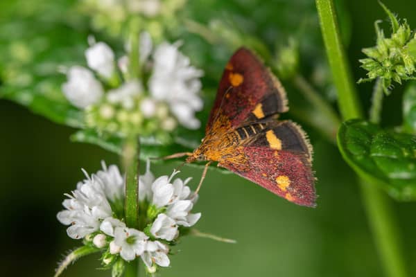 New research suggests saving moths could be just as important as saving bees. Photo: Stuart Campbell