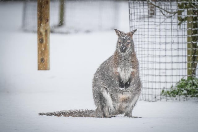 As snow fell across the county, animals at the Yorkshire Wildlife Park took it in their stride.