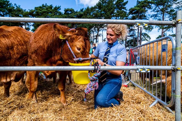 Sarah Roberts, of Abderford, Leeds, giving a drink to her Limousin Heifer with won 1st and reserve champion at 2025's show. Picture: James Hardisty.