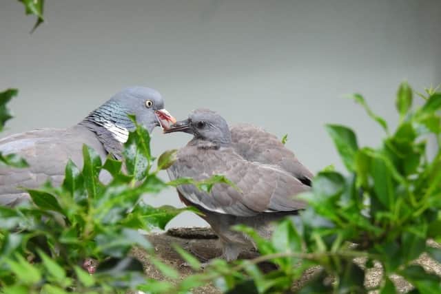 Pigeon Squab being fed by parent bird. (Pic credit: Sara Humphrey / RSPB)