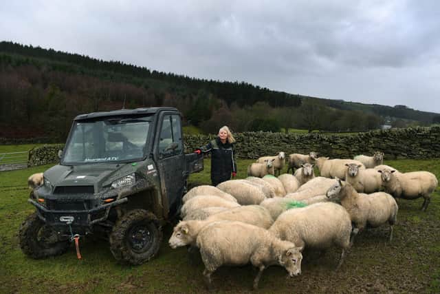 Kay Spencer at Long Ing Farm, Hade Edge.
Kay pictured with her flock of Mule sheep.