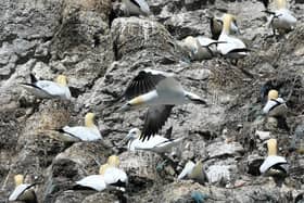 RSPB Bempton Cliffs is home to thousands of seabirds.