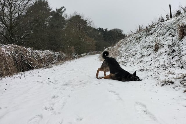 Glynn's dog Milo rolling around in the snow.