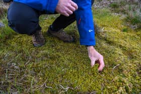 Restored peatlands could help the countryside around towns and cities soak up more water to protect urban areas from increased floods, droughts and other natural disasters. PIC: James Hardisty