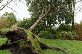 Trees blown down by storm Eunice. (Pic credit: Kelvin Stuttard)