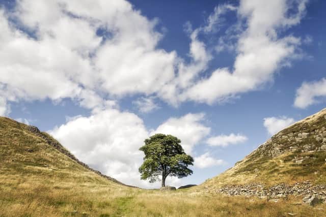 Sycamore Gap before the tree was felled