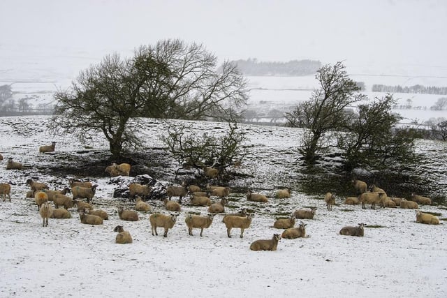 A flock of sheep shelter from the snow near Aysgarth in the Yorkshire Dales.