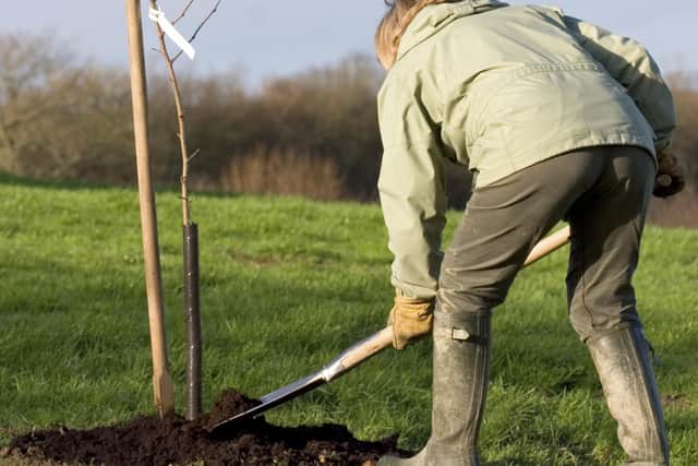 A tree being planted. PIC: PA Photo/Thinkstockphotos.