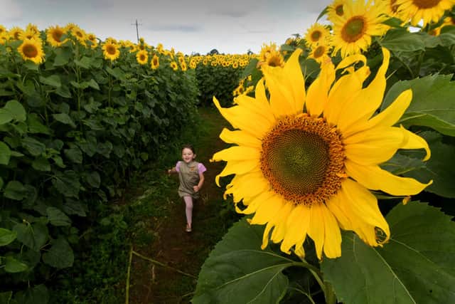 Beatrice Wagstaff aged four plays amongst the  sunflowers at Westfield Farm York Road, Sutton on the Forest, near York. Picture taken by Yorkshire Post Photographer Simon Hulme