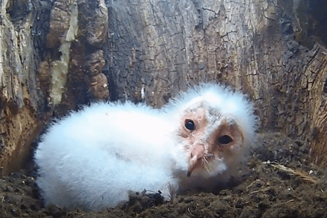 The footage was filmed by Yorkshire wildlife artist and filmmaker Robert E Fuller using surveillance cameras hidden inside a barn owl nest close to the artist’s home in Thixendale, North Yorkshire.