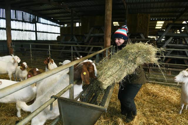 Catherine Bell feeds the goats at Honeysuckle Farm, near Hornsea.
