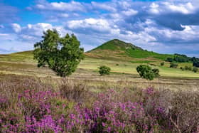 View of flowering heather at the foot of Hawnby Hill near Thirsk in the North York Moors National Park. (Pic credit: Tony Johnson)