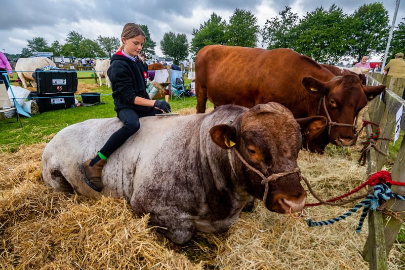 Jessie Barker, 12, of Appleton-le-Moors near Kirkbymoorside brushing down a Shorthorn bull before showing