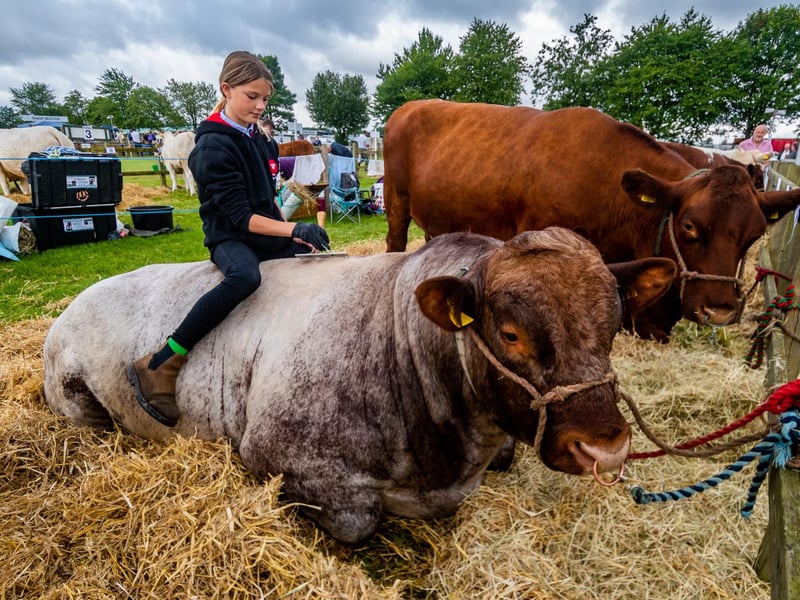 Jessie Barker, 12, of Appleton-le-Moors near Kirkbymoorside brushing down a Shorthorn bull before showing