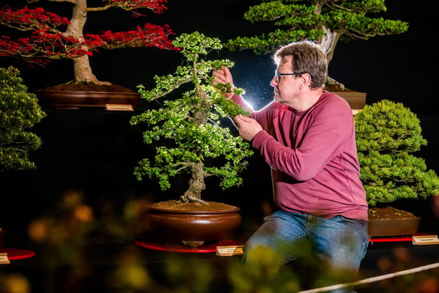 Richard Reah, from North of England Bonsai, based at Easingwold, York, tending to a Hawthorn Crataegus Paul's Scarlet, one of the many of his bonsai's on display. Picture By Yorkshire Post Photographer,  James Hardisty.