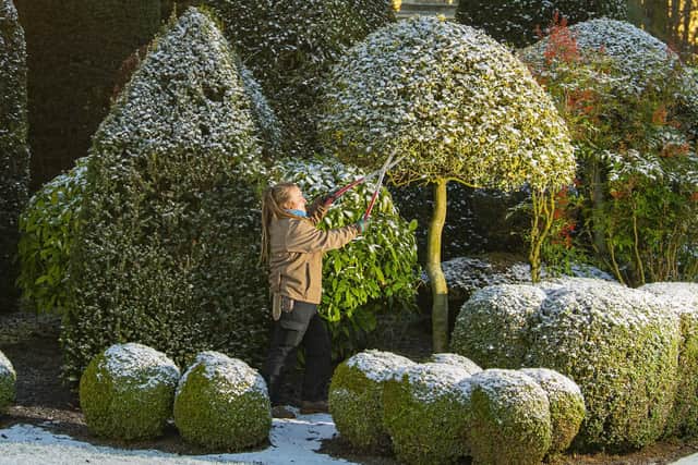 Gardener Bethan Collerton prunes the topiary bushes dusted in snow in the late winter sunshine in the gardens at Brodsworth Hall near Doncaster. Picture Tony Johnson