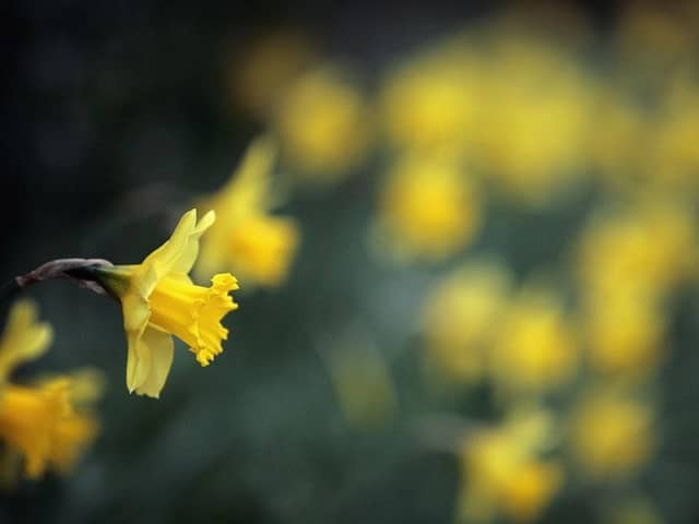 Daffodils in bloom. (Pic credit: Christopher Furlong / Getty Images)