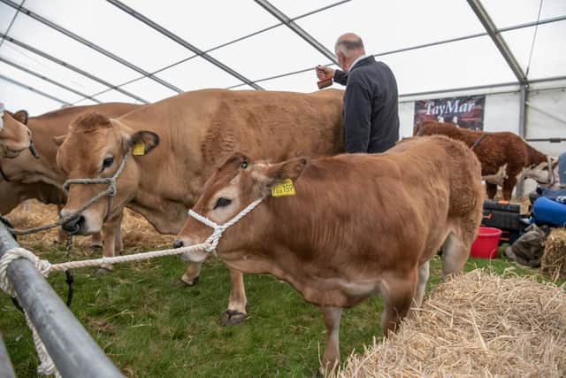Cattle being prepared for showing  at Otley Show. Photograph by Tony Johnson