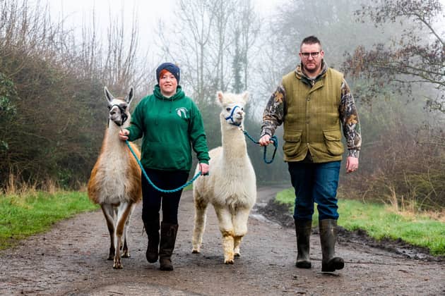 Llama and alpaca trekking brings in income for the animal rescue
